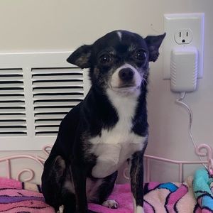 Meet your Posher, Penny